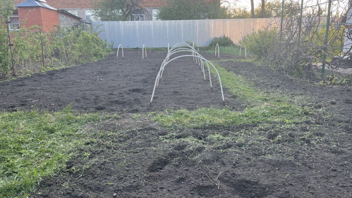 Ноябрь – не конец сезона, а начало зимней зелени: что сеять в холод ИА SM-News