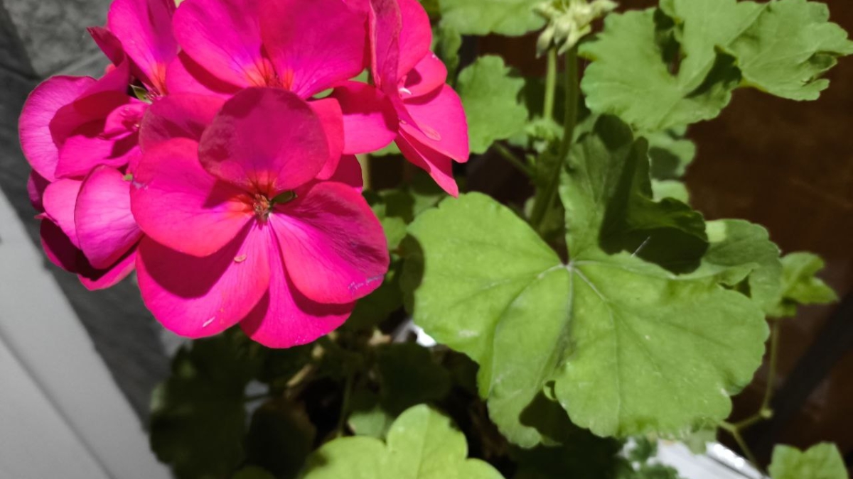 Молочный укоренитель для пеларгонии: корешки черенков появятся в 2 раза быстрее и без гнили ИА SM-News