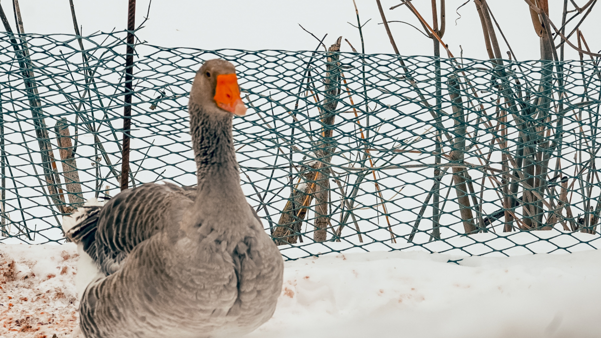 Главный везунчик декабря-2025: какому знаку зодиака улыбнется удача в конце года Светлана Мулыкина