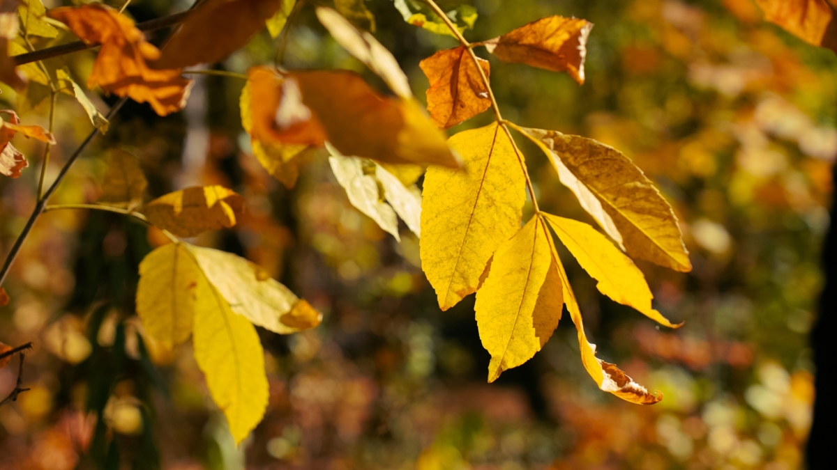 Федотов день 20 ноября: что можно и нельзя в день, когда русалки спят, а рукоделие процветает ИА SM-News