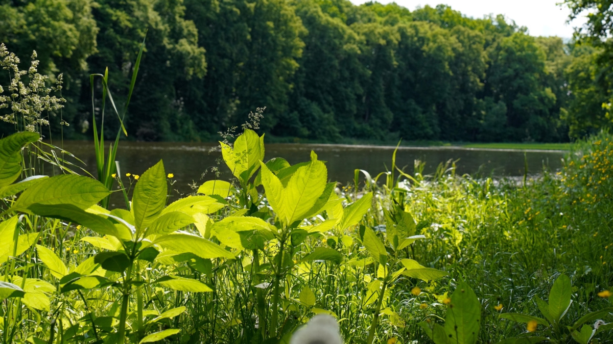 Светлана Мулыкина
