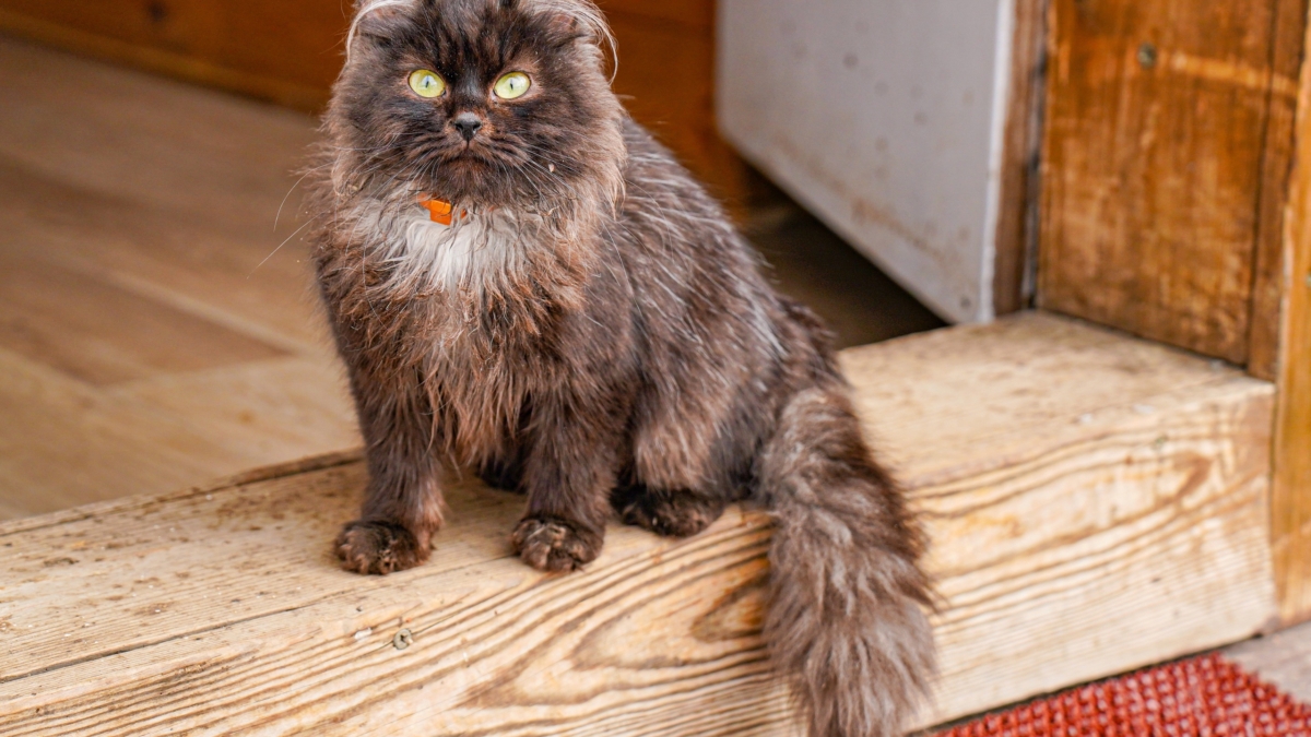 Светлана Мулыкина