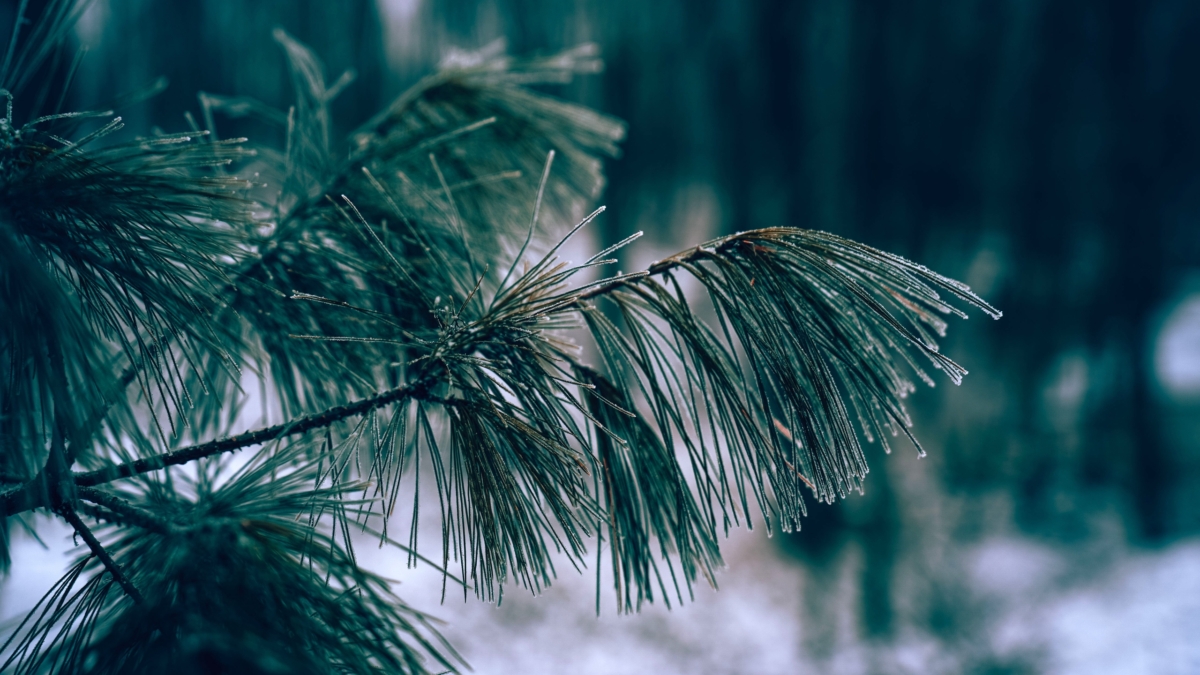 Светлана Мулыкина