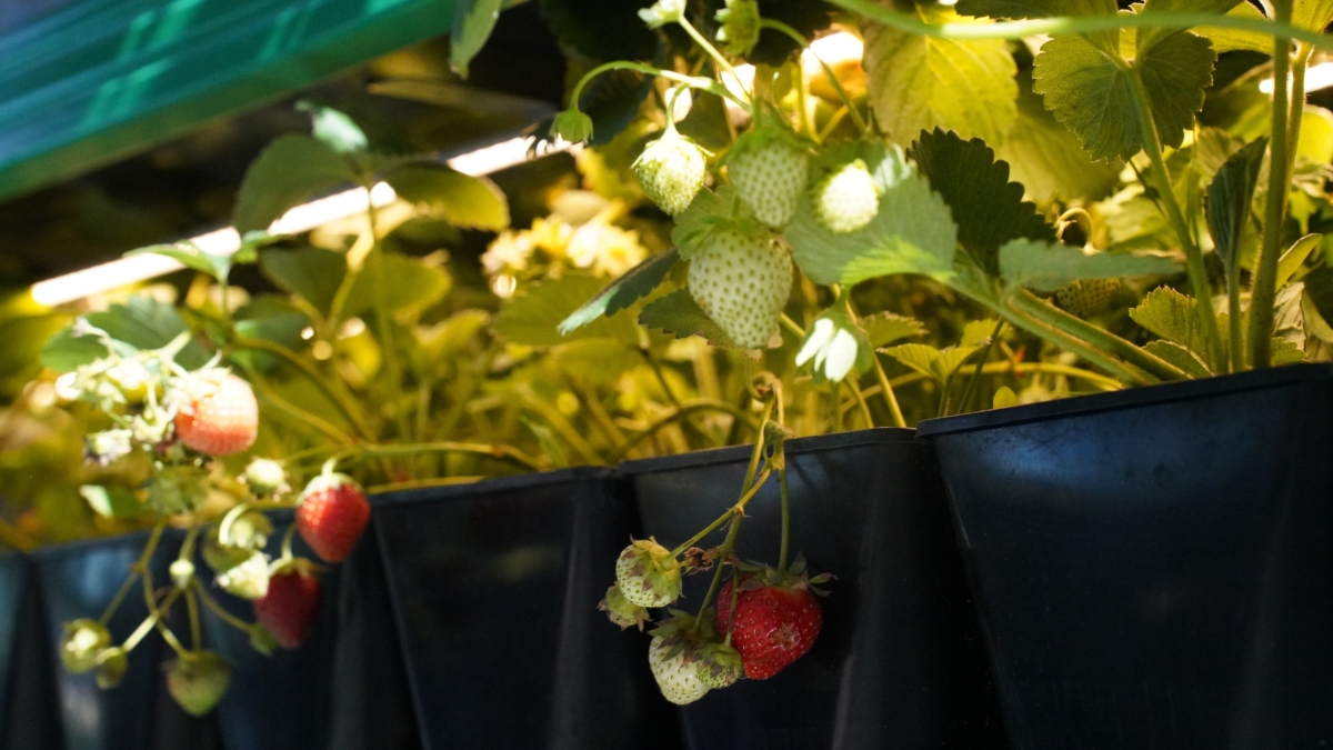 Светлана Мулыкина