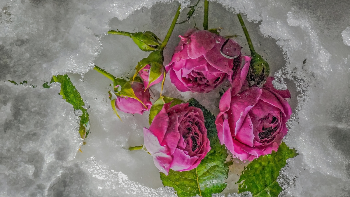 Светлана Мулыкина