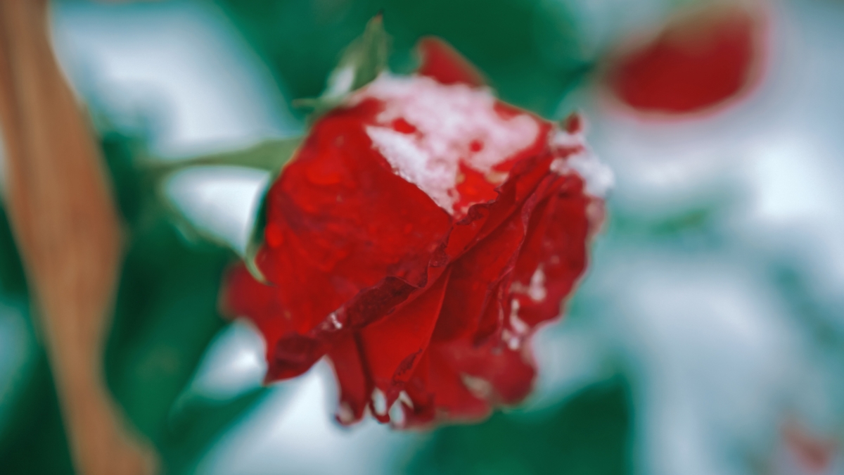 Светлана Мулыкина