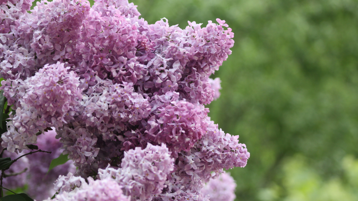 ИА «Тульская пресса»