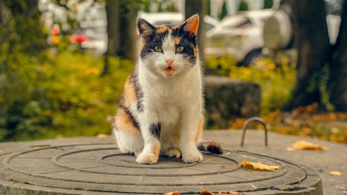 Светлана Мулыкина