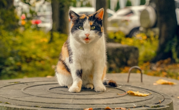 Гороскоп на 28 ноября: кому повезет, а кому стоит быть осторожнее