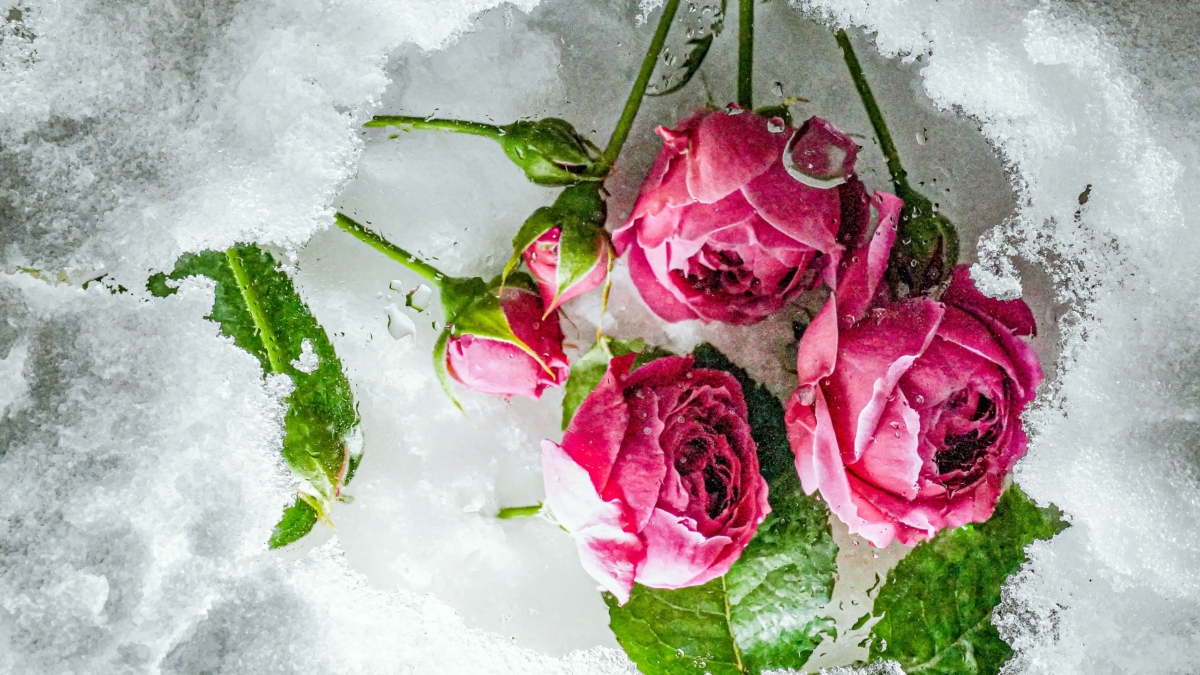 Светлана Мулыкина