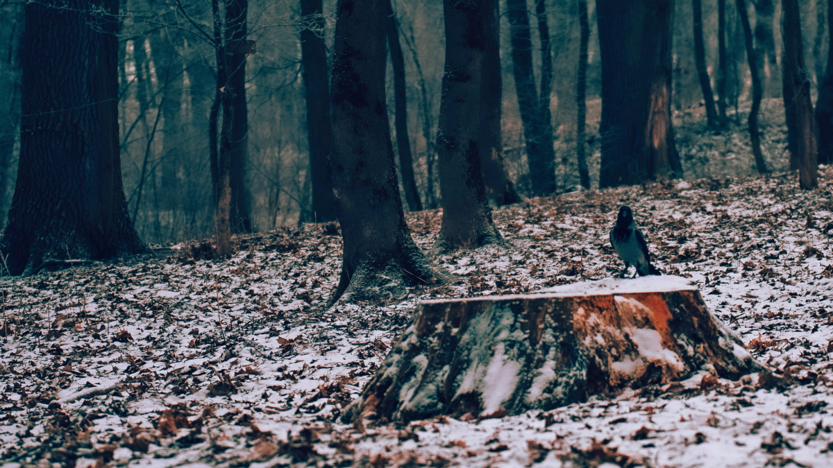 Светлана Мулыкина