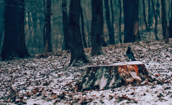 Первый день зимы: что можно и нельзя делать 1 декабря — день-бумеранг