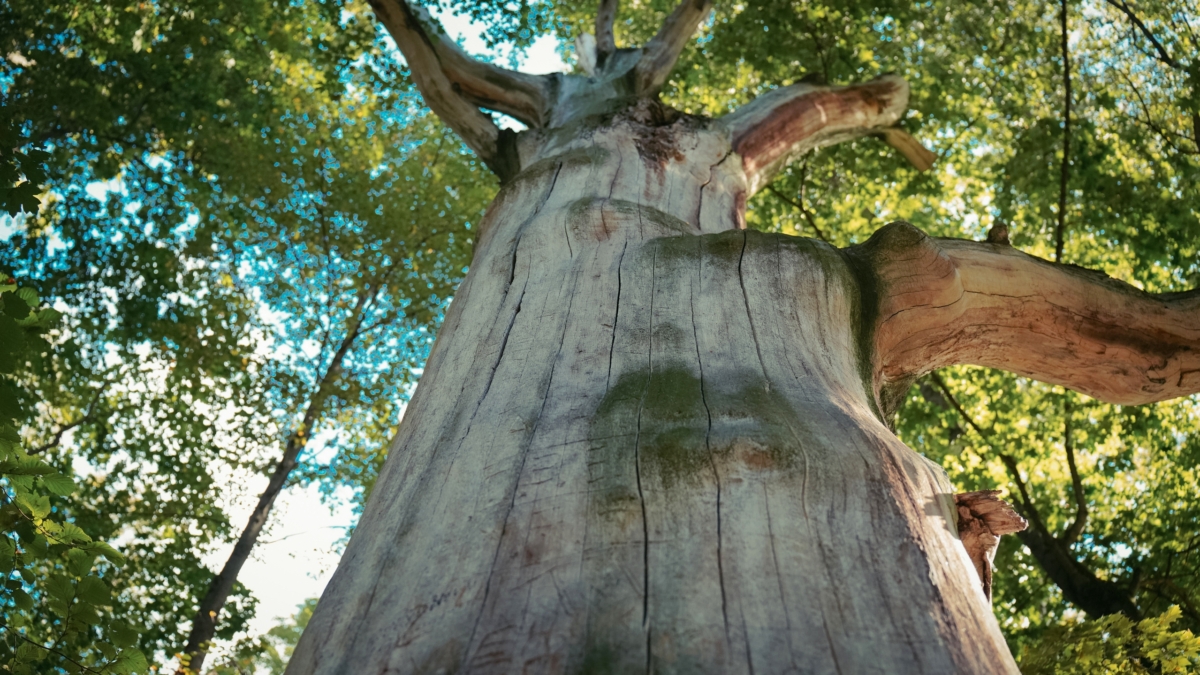 2026-й: год, когда амбициозный Козерог должен нарушить свои правила — космические ветры перемен ИА SM-News