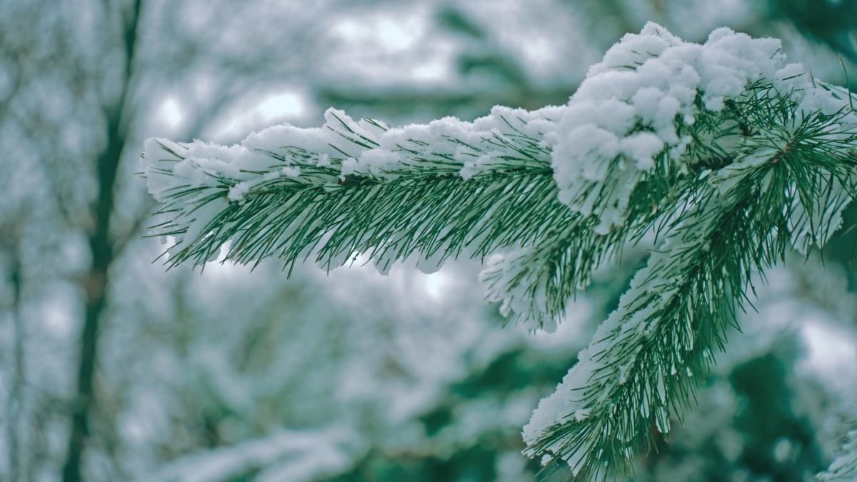 Светлана Мулыкина