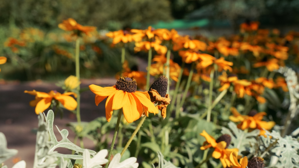 Светлана Мулыкина