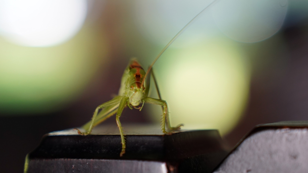 Светлана Мулыкина