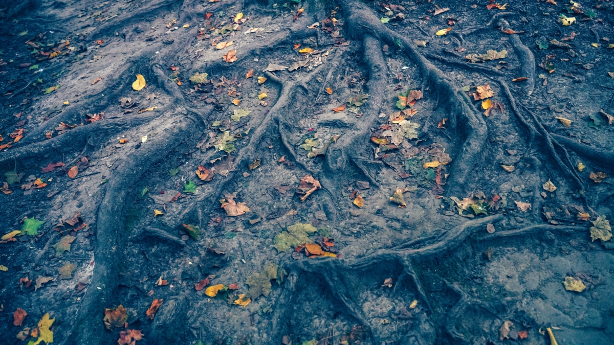 Светлана Мулыкина