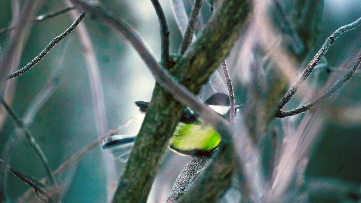 Светлана Мулыкина