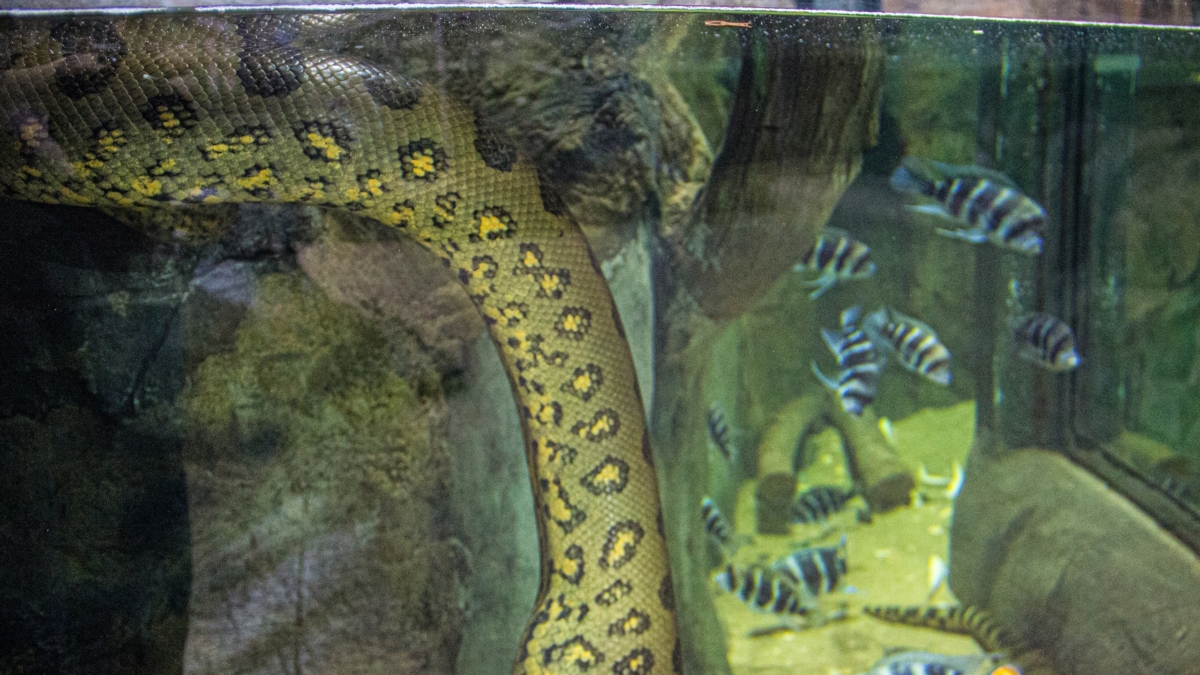 Зверинец на кончиках пальцев: этот маникюр разбудит вашу дикую натуру — анималистичный тренд-2026 ИА SM-News