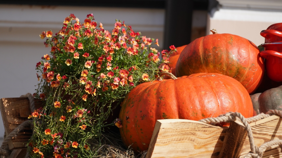 Что будет, если есть тыкву каждый день: 7 фактов пользы по науке — для зрения, сердца и нормы сахара ИА SM-News