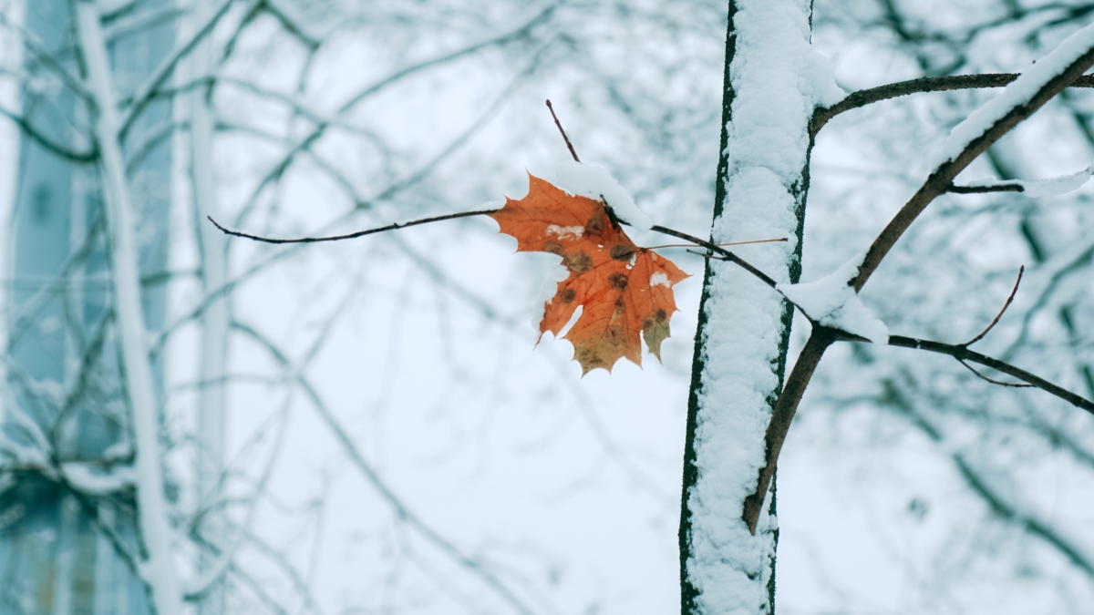 11 декабря 2025 чествуем память русских солдат, погибших в Чечне, именинников дня, другие праздники ИА SM-News