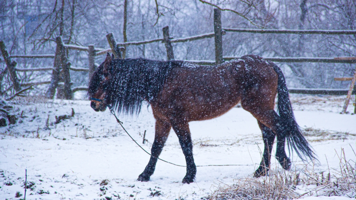 13 декабря 2025 — отмечаем День медведя, лошади, варим какао, чествуем именинников и не только ИА SM-News