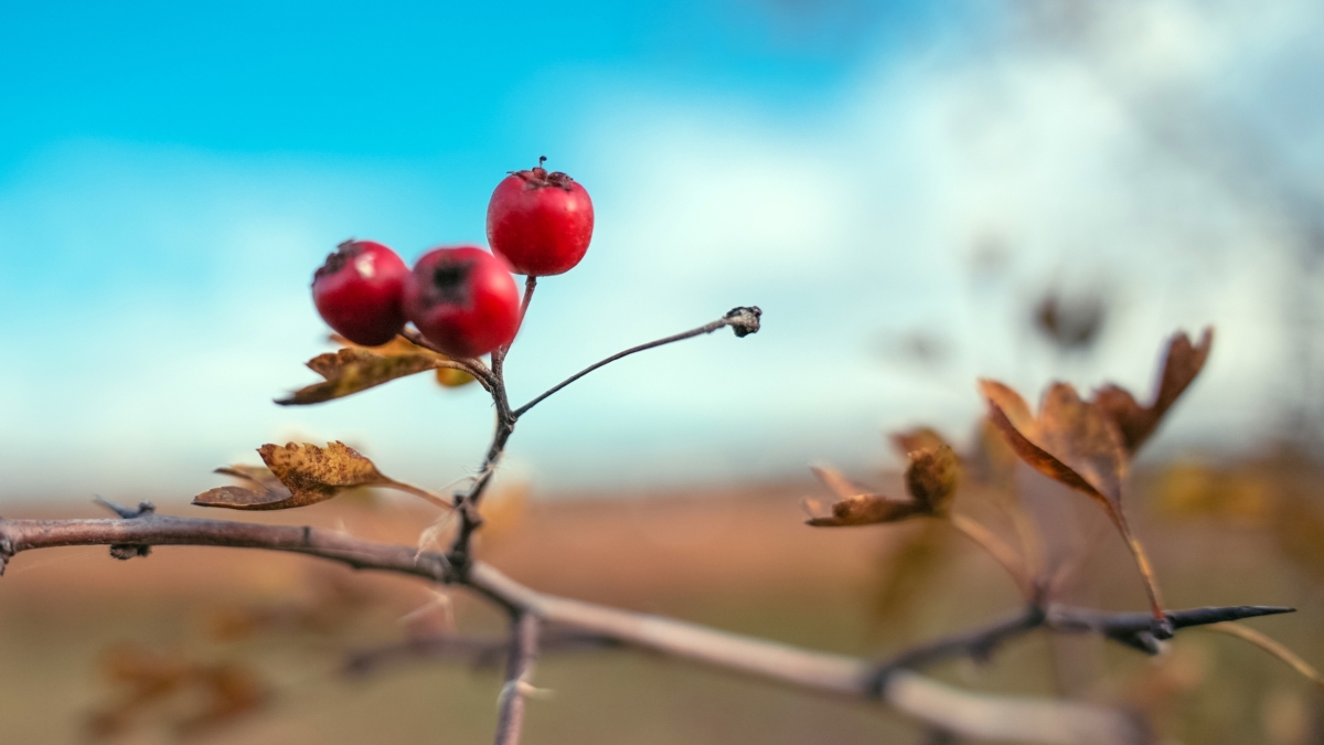 Шиповник — дикая роза и сокровищница здоровья: как пить правильно, чтобы не навредить? Важные нюансы ИА SM-News