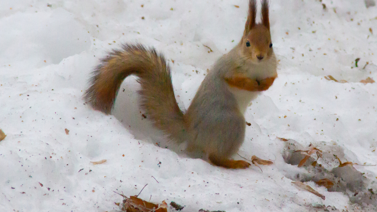 17 декабря — день особой защиты детей: Варварин день (Заваруха) — что можно и нельзя, приметы ИА SM-News