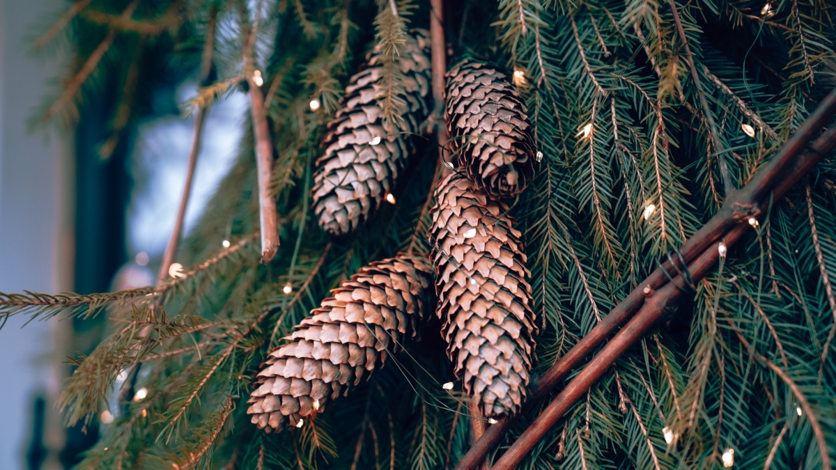 До 300 тысяч штрафа: чем закончится незаконная вырубка ели — россиян предупредили Светлана Мулыкина