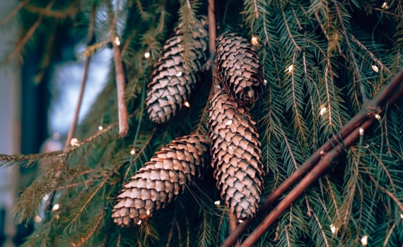 До 300 тысяч штрафа: чем закончится незаконная вырубка ели — россиян предупредили До 300 тысяч штрафа: чем закончится незаконная вырубка ели — россиян предупредили