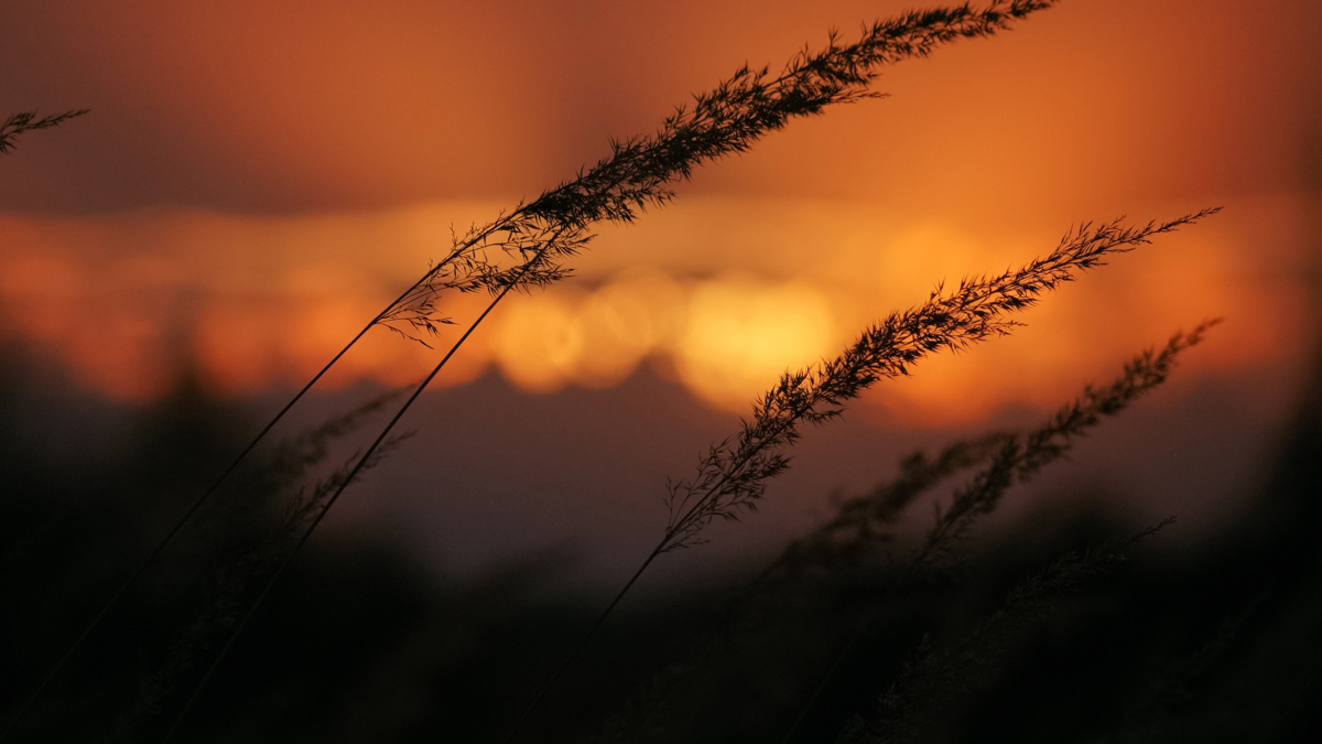 Шестиминутное чудо над Египтом: мир готовится к зрелищу, которого не было сто лет Светлана Мулыкина