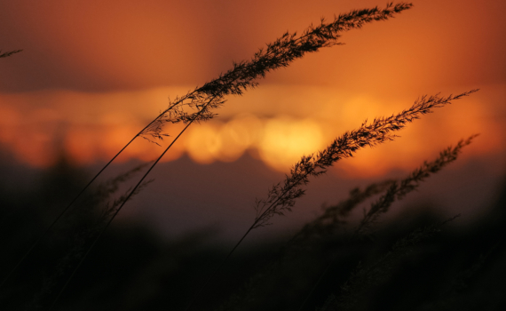 Шестиминутное чудо над Египтом: мир готовится к зрелищу, которого не было сто лет Шестиминутное чудо над Египтом: мир готовится к зрелищу, которого не было сто лет