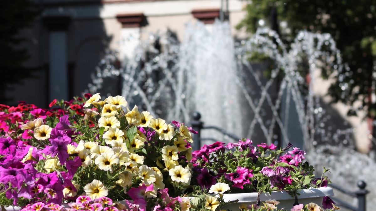 Спящий декабрь или старт сезона? Что можно посеять прямо сейчас — не только петуния ИА SM-News