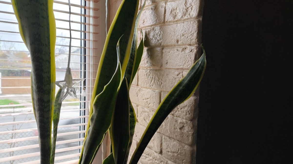 Тренд 2025/26: почему дизайнеры скупают «щучий хвост» или сансевиерию — как цветок меняет интерьеры ИА SM-News