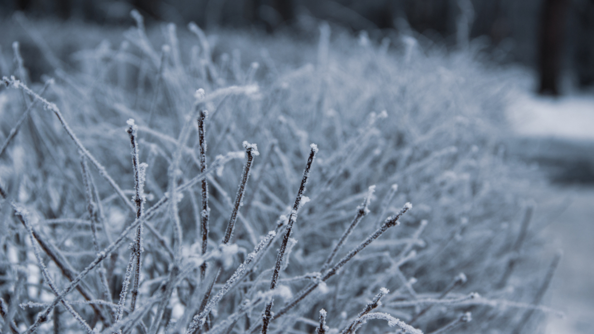 Сад цветет в –15°C: секрет ведьминого орешника, который дарит надежду зимой ИА SM-News