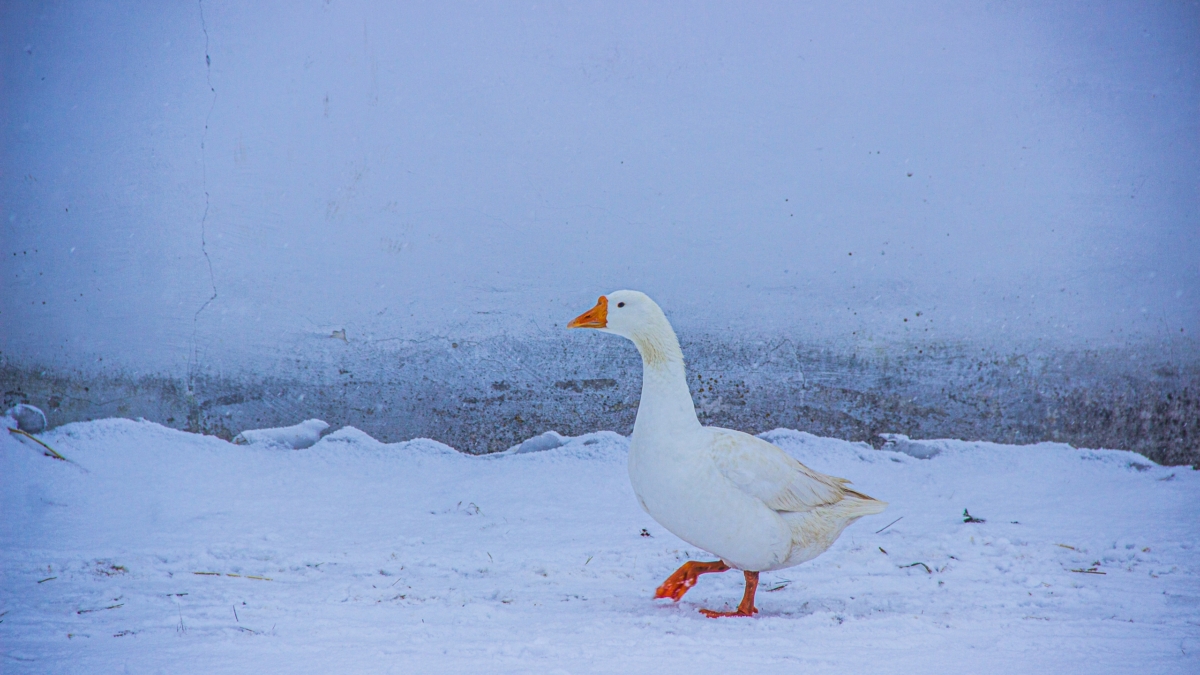 12 ноября — Анисья Желудочница: что можно и нельзя — гадать по свиной печени, молитва о здоровье ИА SM-News