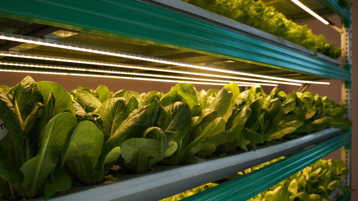 Зимняя теплица: что посадить, чтобы ускорить урожай в 3 раза — опередите соседей по даче Светлана Мулыкина