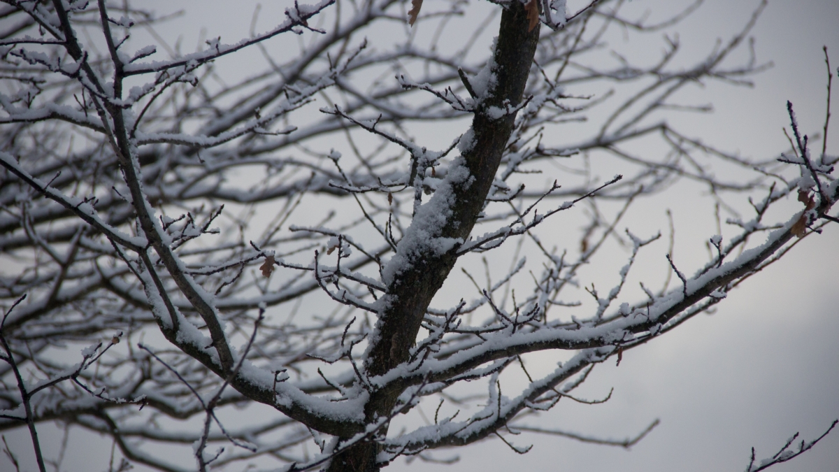 Не просто сугроб, снег — союзник дачника: 4 неочевидных способа помочь саду перезимовать ИА SM-News