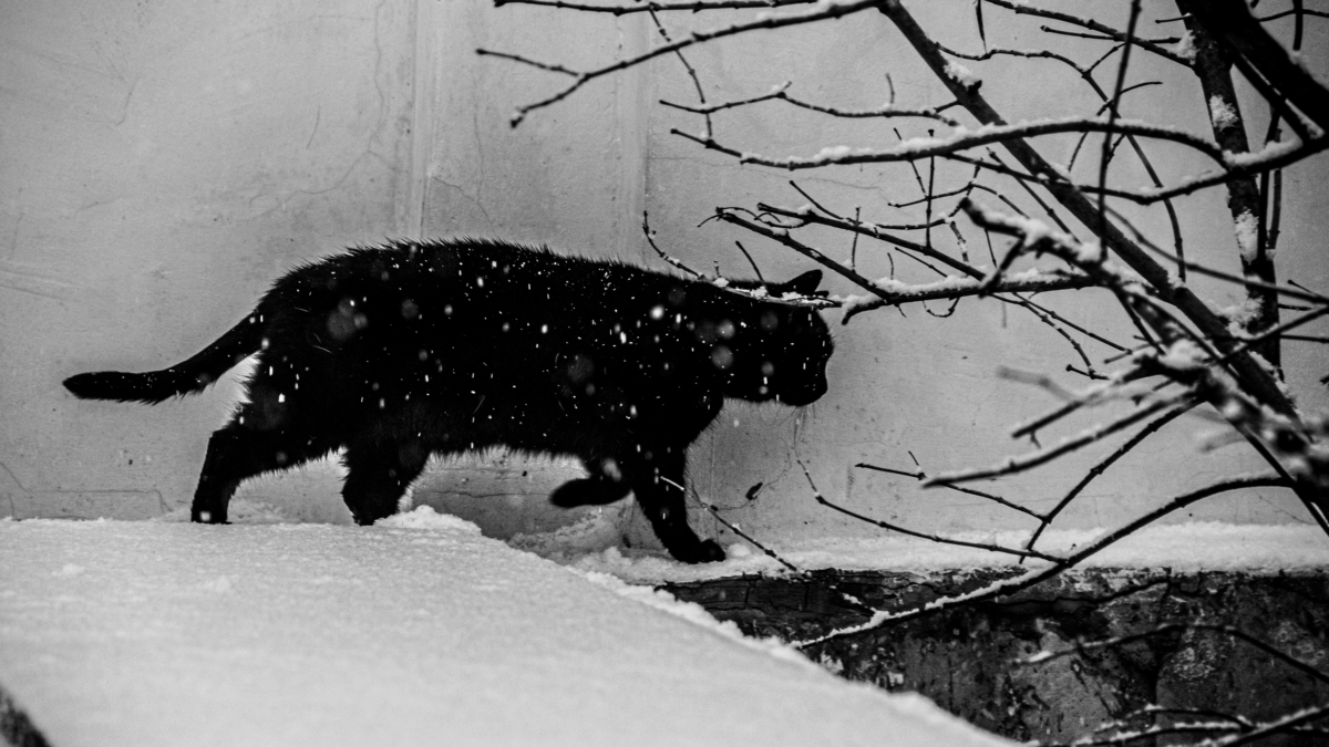 Луна в Стрельце 12 января 2026: что можно и нельзя в стратегический день — не делать, а планировать Светлана Мулыкина