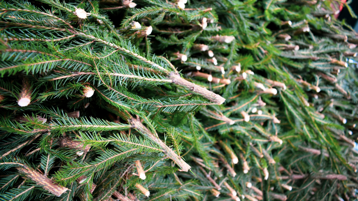 Успеть до Крещения: народные и реальные сроки выноса ёлки из дома — инструкция, как это сделать ИА SM-News