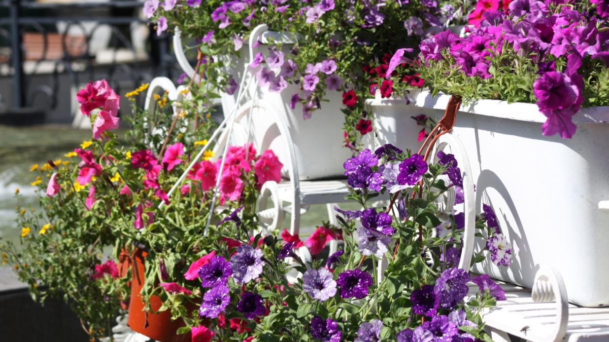 Январь — время для посева: что цветоводы сеют в январе, пока другие ждут весны — опередите соседей ИА «Тульская пресса»