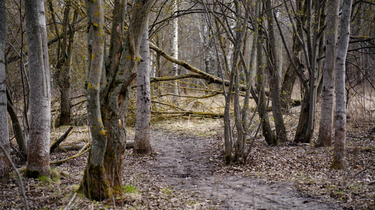 Кора деревьев — скрытый фильтр планеты: микробы очищают воздух от токсичных газов Тульская пресса