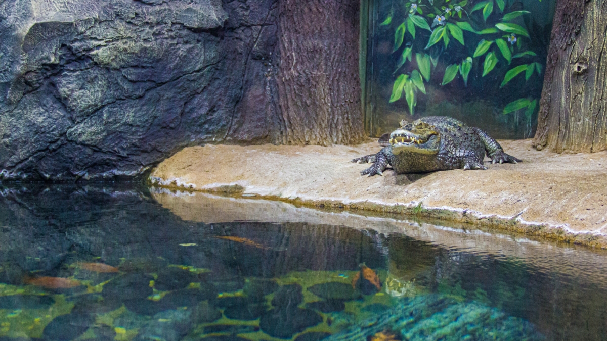 Кто сказал, что рептилии боятся океана: гребнистый крокодил плавает лучше многих рыб ИА SM-News