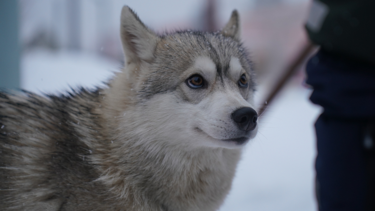 17 января 2026 — отмечаем День творчества и вдохновения, чествуем именинников и не только Светлана Мулыкина