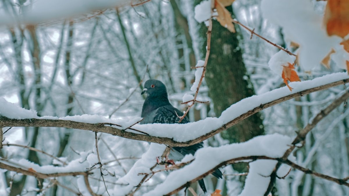 20 января 2026: Растущая Луна в Раке диктует правила — что можно и нельзя всем знакам Зодиака ИА SM-News