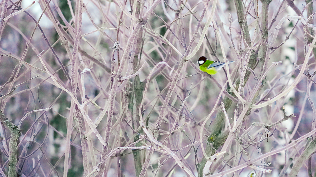 23 января — Григорий Летоуказатель: что можно и нельзя для удачи, приметы — традиция мясного стола ИА SM-News