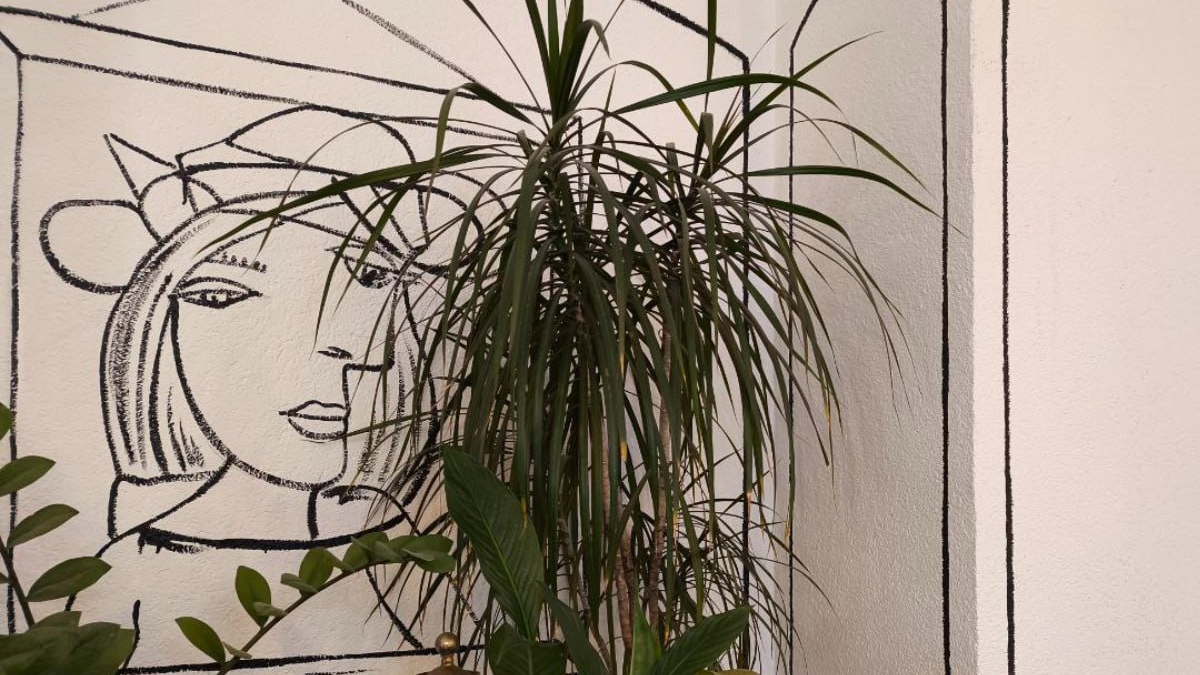 Что любит и ненавидит драцена: 5 правил ухода и ошибок — инструкция по выживанию в квартире ИА SM-News