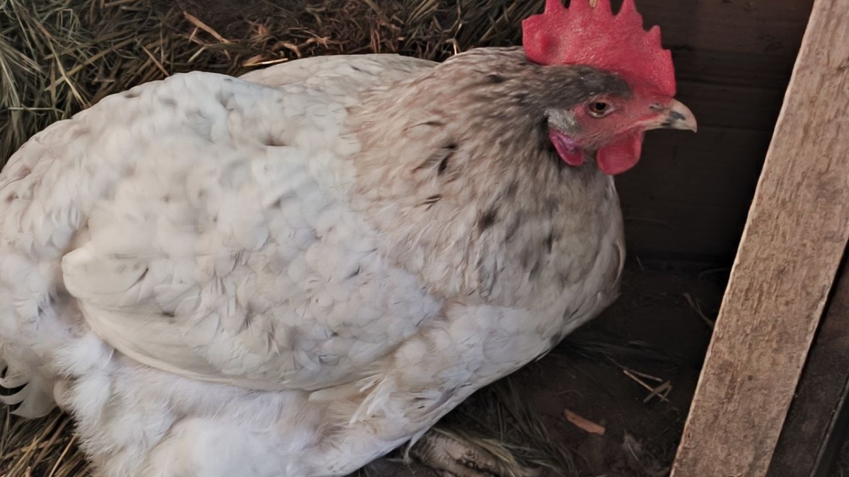 Раздала последних кур и поклялась: больше не верю в фото идеального дачного утра ИА SM.News