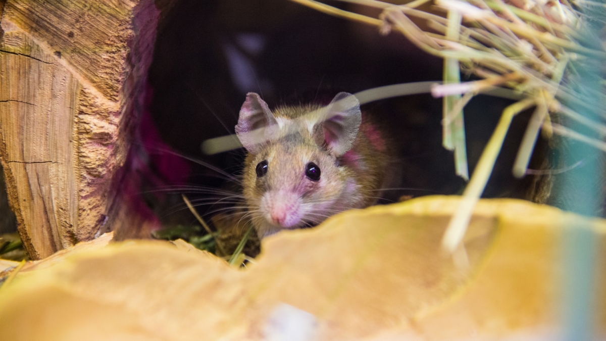 Сделал как посоветовал старичок — и мыши забыли дорогу в дом до весны: проверенный деревенский способ ИА SM-News