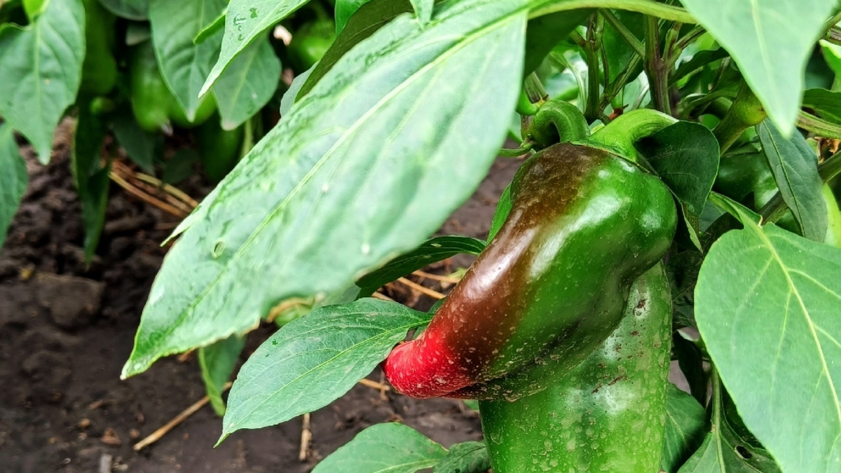 Не только картошка и огурцы: семь необычных овощей, которые можно сажать на даче — на зависть соседям ИА SM.News